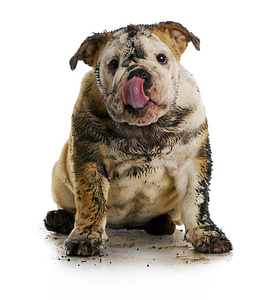 Clean and Treat pet accidents on the Gold Coast